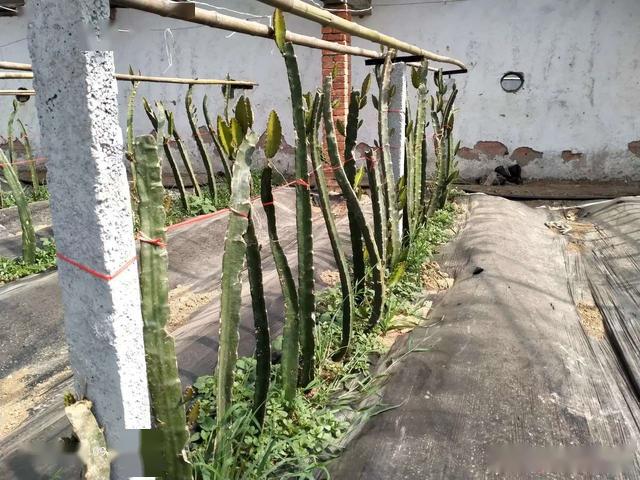 种植水果致富案例_水果致富经_致富经种植三种水果亩收入过亿