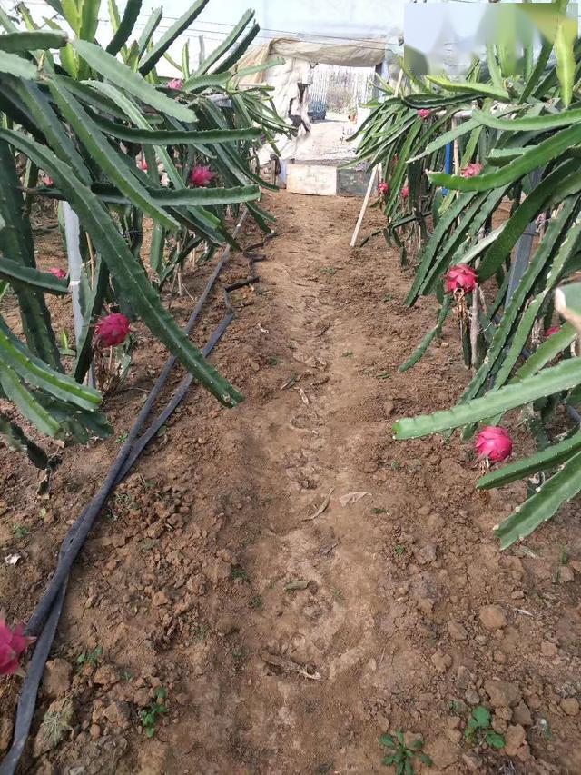 水果致富经_致富经种植三种水果亩收入过亿_种植水果致富案例