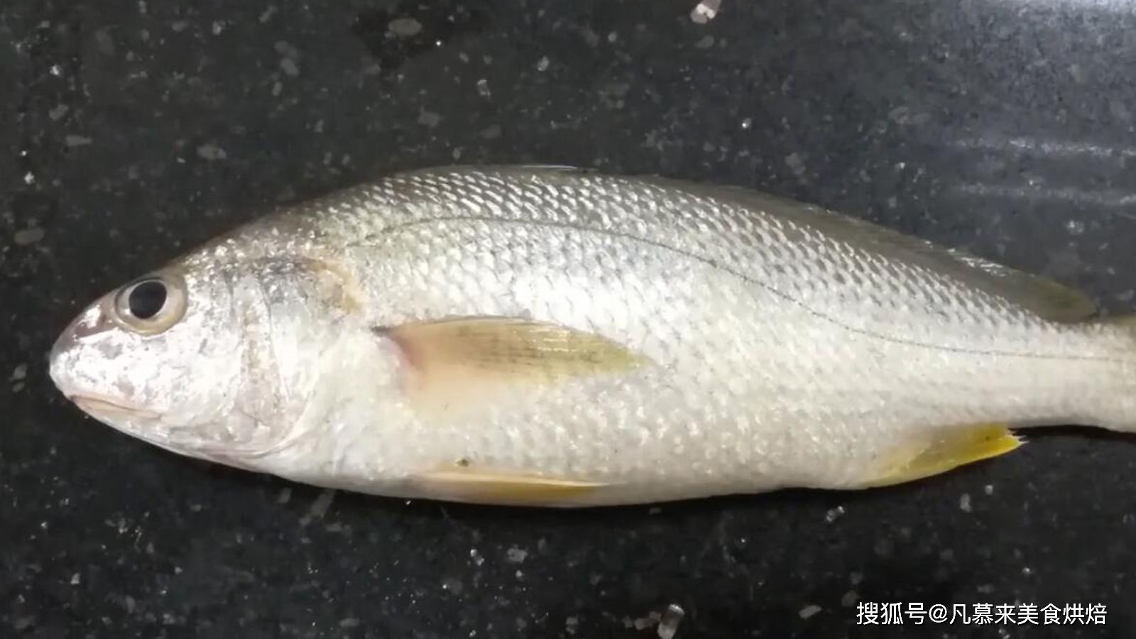 沙钻鱼多少钱_沙钻鱼能人工养殖吗_沙钻鱼养殖技术