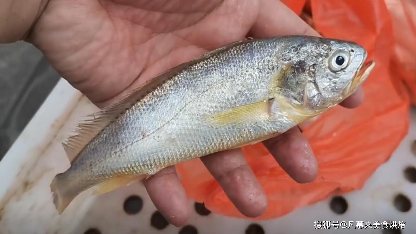 沙钻鱼能人工养殖吗_沙钻鱼养殖技术_沙钻鱼多少钱
