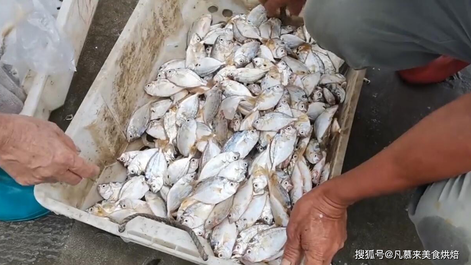 沙钻鱼能人工养殖吗_沙钻鱼养殖技术_沙钻鱼多少钱