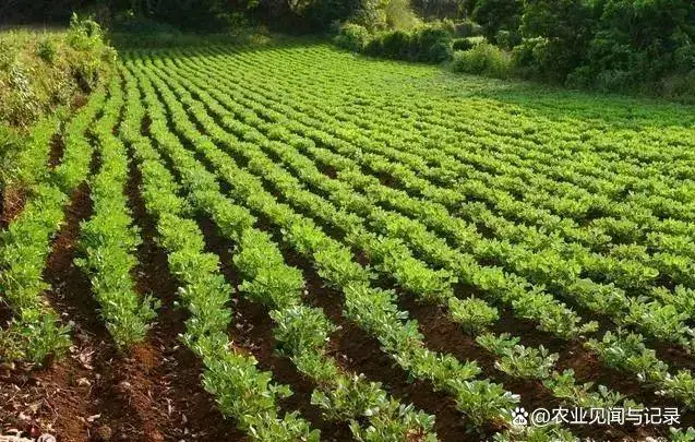 花生的施肥原则是什么_花生施肥及种植管理技术_花生施肥种植管理技术要点