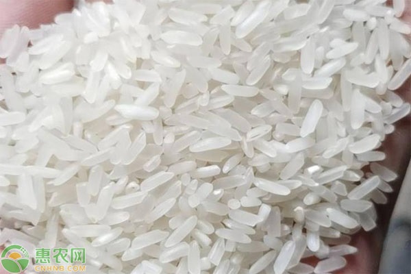 种植水稻致富案例_水稻承包种植案例_致富经水稻