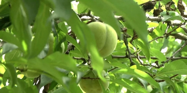 贫困山区要致富_种植脱贫致富_贫困山乡种植致富
