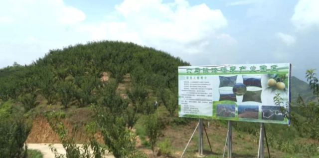 贫困山乡种植致富_贫困山区要致富_种植脱贫致富