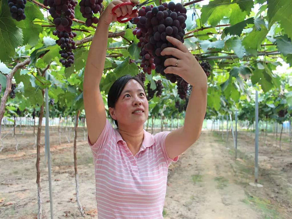 安徽合肥种植什么农作物_合肥农村种植致富_合肥周边农村