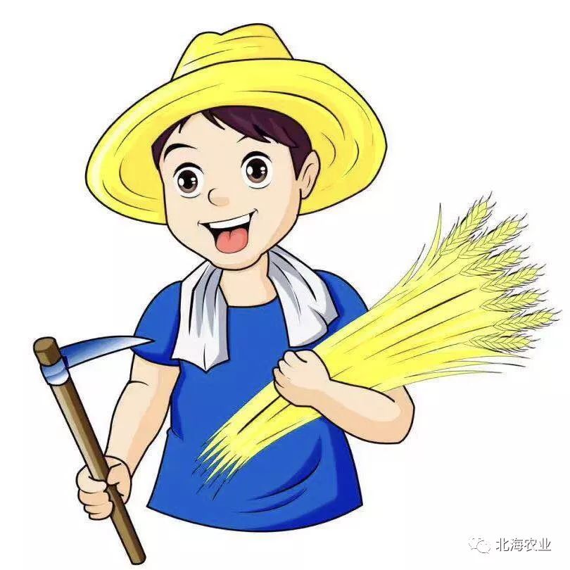 茶叶北海种植技术要求_北海茶叶种植技术_茶叶北海种植技术视频