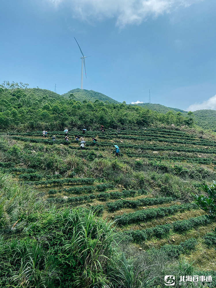 北海茶叶种植技术_北海茶叶批发市场市场在哪里_茶叶北海种植技术与管理