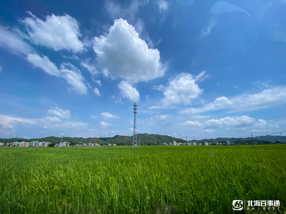 北海茶叶批发市场市场在哪里_北海茶叶种植技术_茶叶北海种植技术与管理