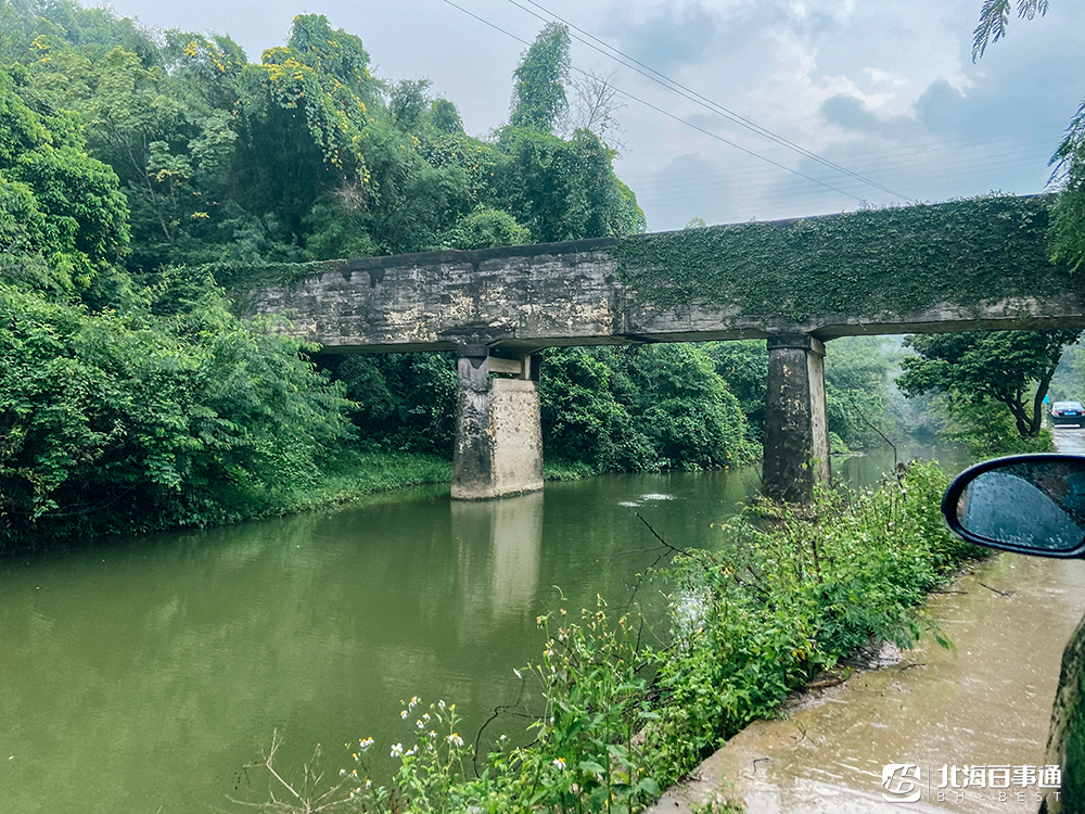 北海茶叶种植技术_茶叶北海种植技术与管理_北海茶叶批发市场市场在哪里