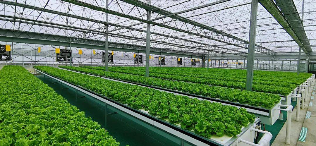 合肥农村种植致富_合肥种植基地_合肥周边农村