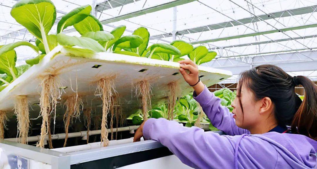 合肥农村种植致富_合肥种植基地_合肥周边农村