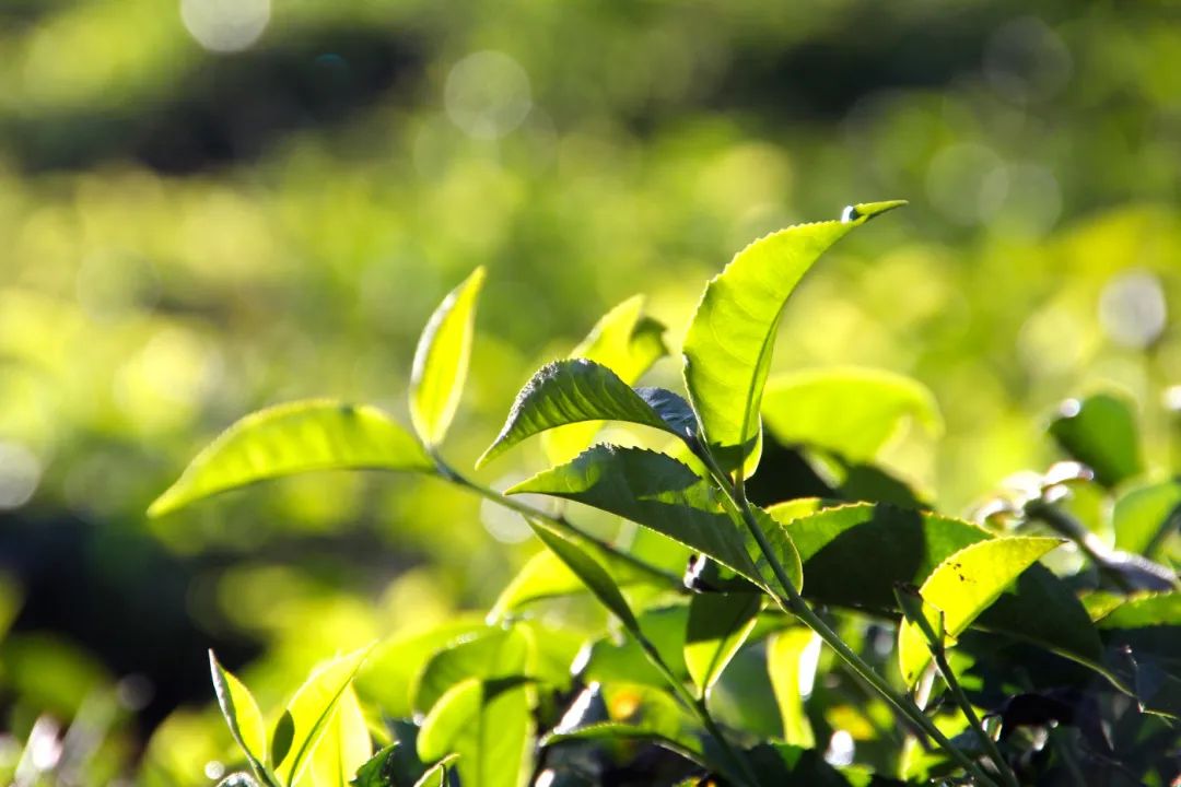 茶叶北海种植技术与管理_茶叶北海种植技术视频_北海茶叶种植技术