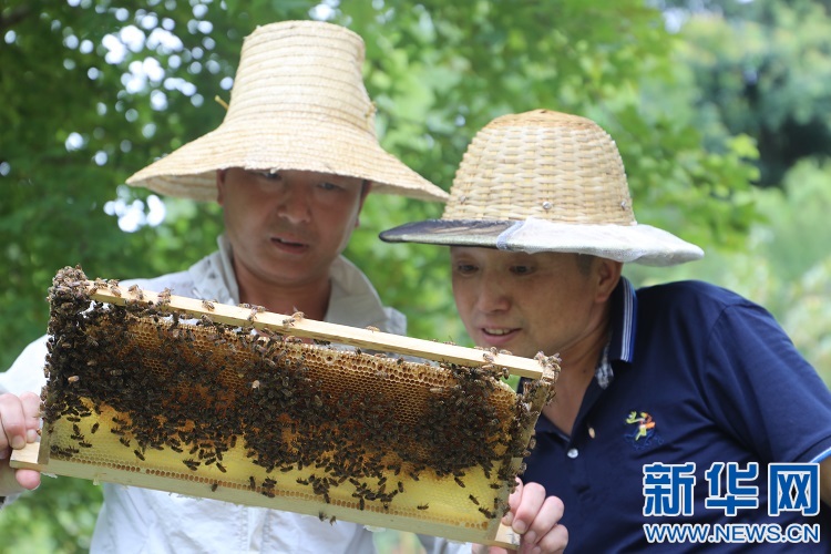 养殖蜂蜜致富带头人_致富经养蜜蜂致富视频_致富经土蜂蜜养殖