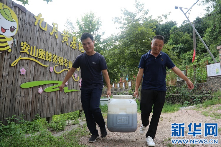 致富经土蜂蜜养殖_养殖蜂蜜致富带头人_致富经养蜜蜂致富视频