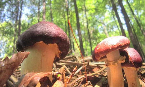林菌模式