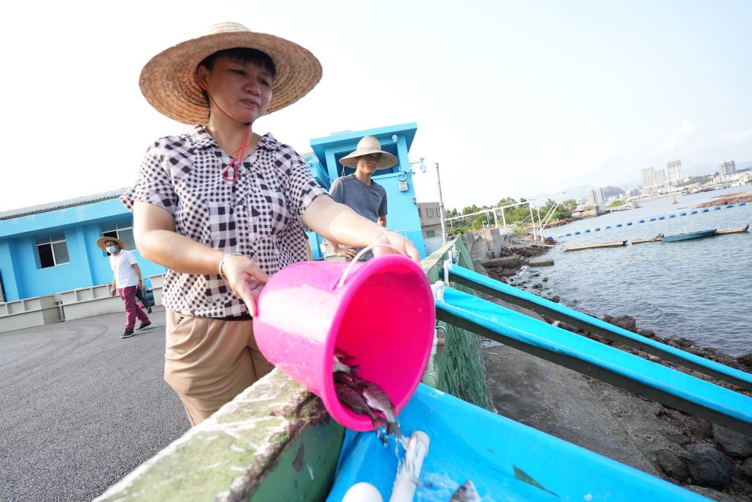 海水养殖技术手册_海水鱼类养殖理论与技术_海水养殖理论鱼类技术要点