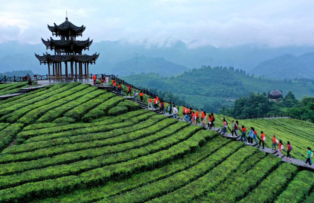 差点失传的茶叶，是如何帮助湖北山区脱贫的？