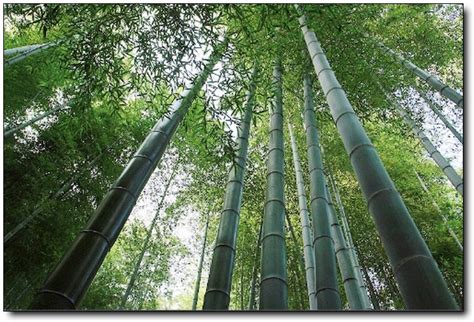 竹粉加工厂需要多少投入_竹粉加工视频_致富经竹子加工成粉