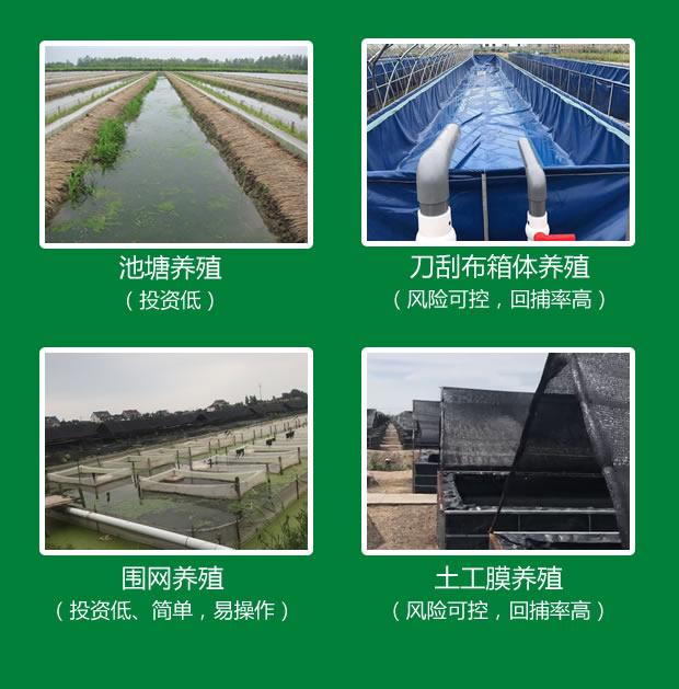 野生养殖蚂蝗技术视频_野生蚂蝗和人工养殖的哪个好_野生蚂蝗养殖技术
