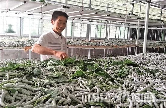 生态养殖致富之门_致富经生态养猪_致富养殖好项目大全