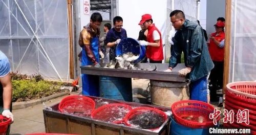 生态养殖致富之门_致富经生态养殖猪_致富养殖信息