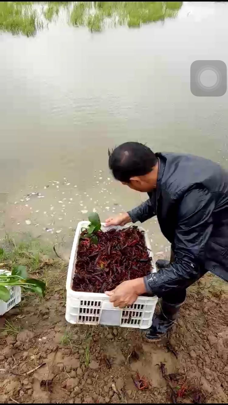 龙虾养殖鱼塘技术小结_小龙虾鱼塘养殖技术_龙虾养殖塘图片
