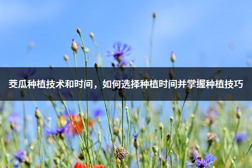 茭瓜种植技术和时间，如何选择种植时间并掌握种植技巧