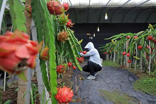 种火龙果致富视频_种植火龙果致富_致富种植果火龙果图片