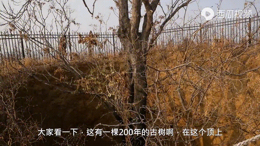 致富经马桑种植视频_农村种植致富好项目_桑葚种植致富视频