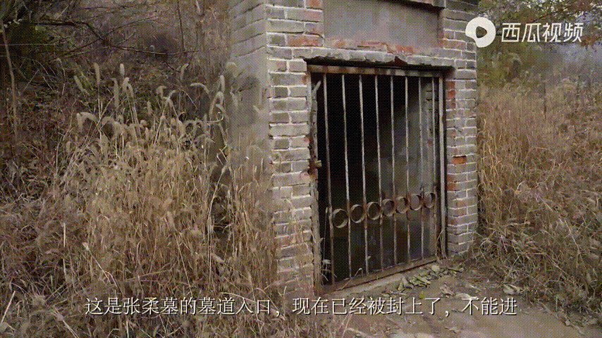 桑葚种植致富视频_致富经马桑种植视频_农村种植致富好项目