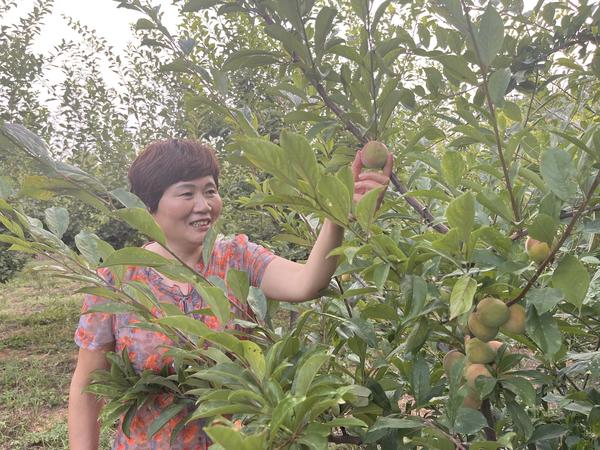 河南禹州：小“李子”成增收致富“金果子”