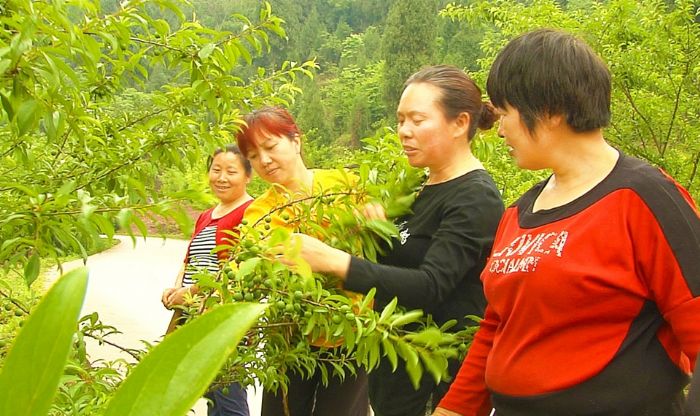 种李子挣钱吗_致富李子种植项目怎么样_李子种植致富项目