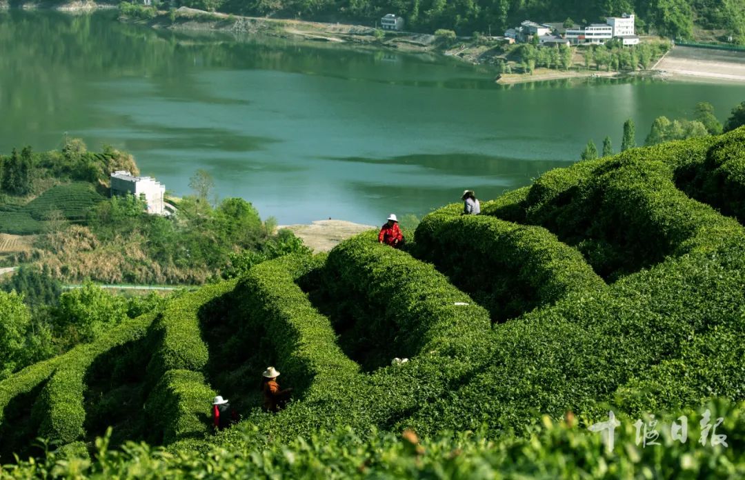致富水库种植项目有哪些_致富水库种植项目招标_水库种植致富项目