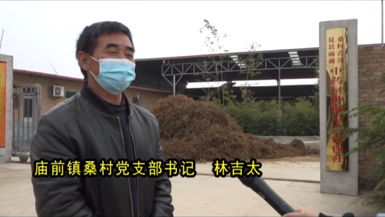 苍术药材种植_苍术种植投资及利润_夏县苍术种植致富