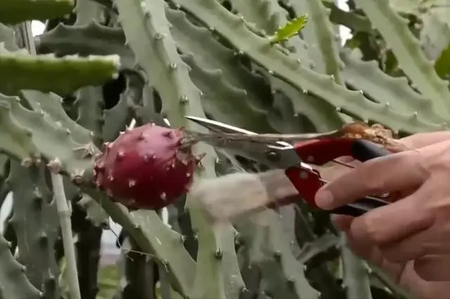致富种植果火龙果图片_种火龙果致富视频_种植火龙果致富