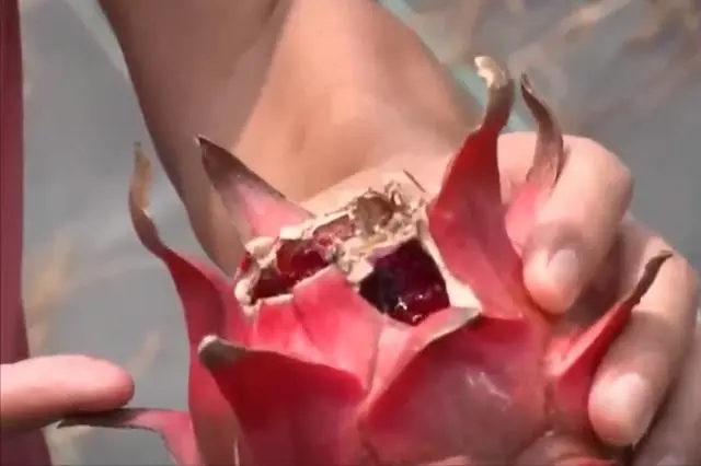 致富种植果火龙果图片_种火龙果致富视频_种植火龙果致富