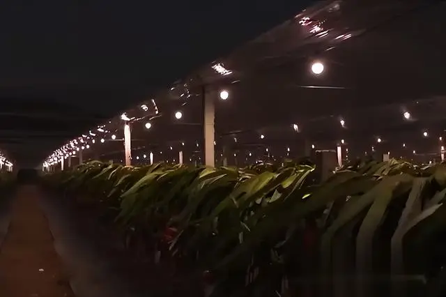 种植火龙果致富_致富种植果火龙果图片_种火龙果致富视频