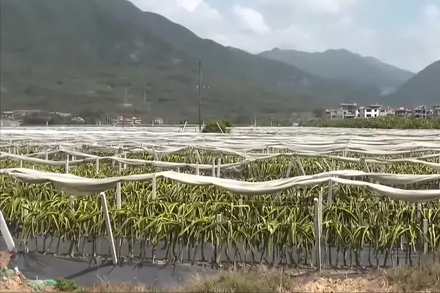 种火龙果致富视频_种植火龙果致富_致富种植果火龙果图片
