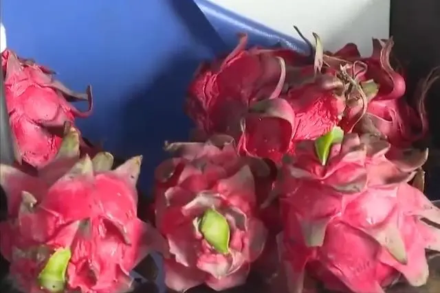 种火龙果致富视频_种植火龙果致富_致富种植果火龙果图片