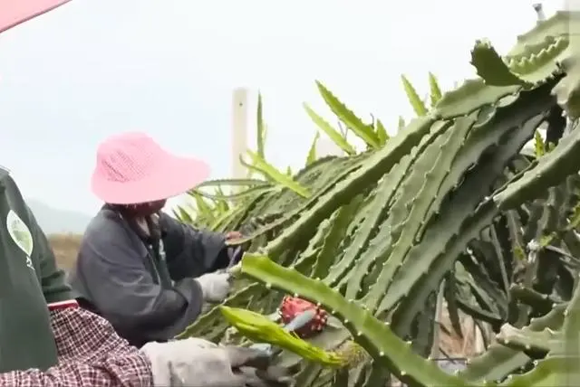 种植火龙果致富_致富种植果火龙果图片_种火龙果致富视频
