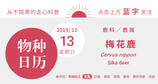珍稀动物梅花鹿，一年杀死两万头