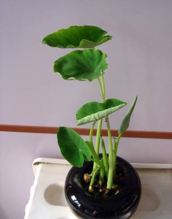 如何种植香芋_农家种植香芋的方法与增产_香芋室内种植技术