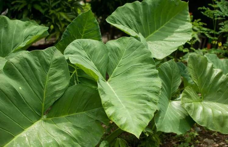 农家种植香芋的方法与增产_如何种植香芋_香芋室内种植技术