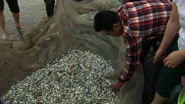 致富经黎德海芒鱼_致富经黎德海芒鱼_致富经黎德海芒鱼