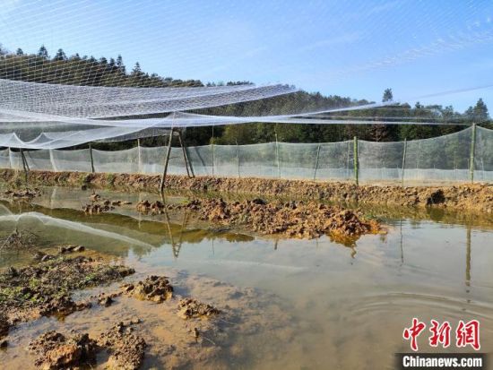 江西永新：探索稻蛙种养新模式 走上增收致富新路子