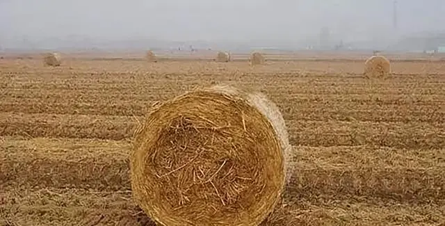 唐忠华致富经_唐忠华致富经_唐忠华养兔致富经