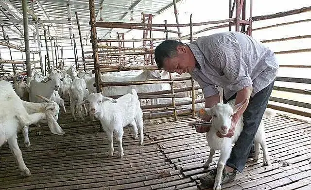 唐忠华致富经_唐忠华致富经_唐忠华养兔致富经
