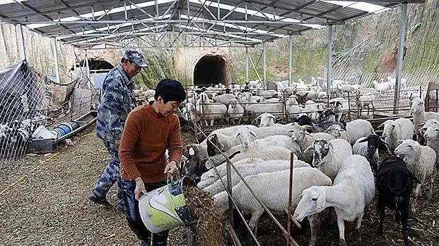 唐忠华养兔致富经_唐忠华致富经_唐忠华致富经