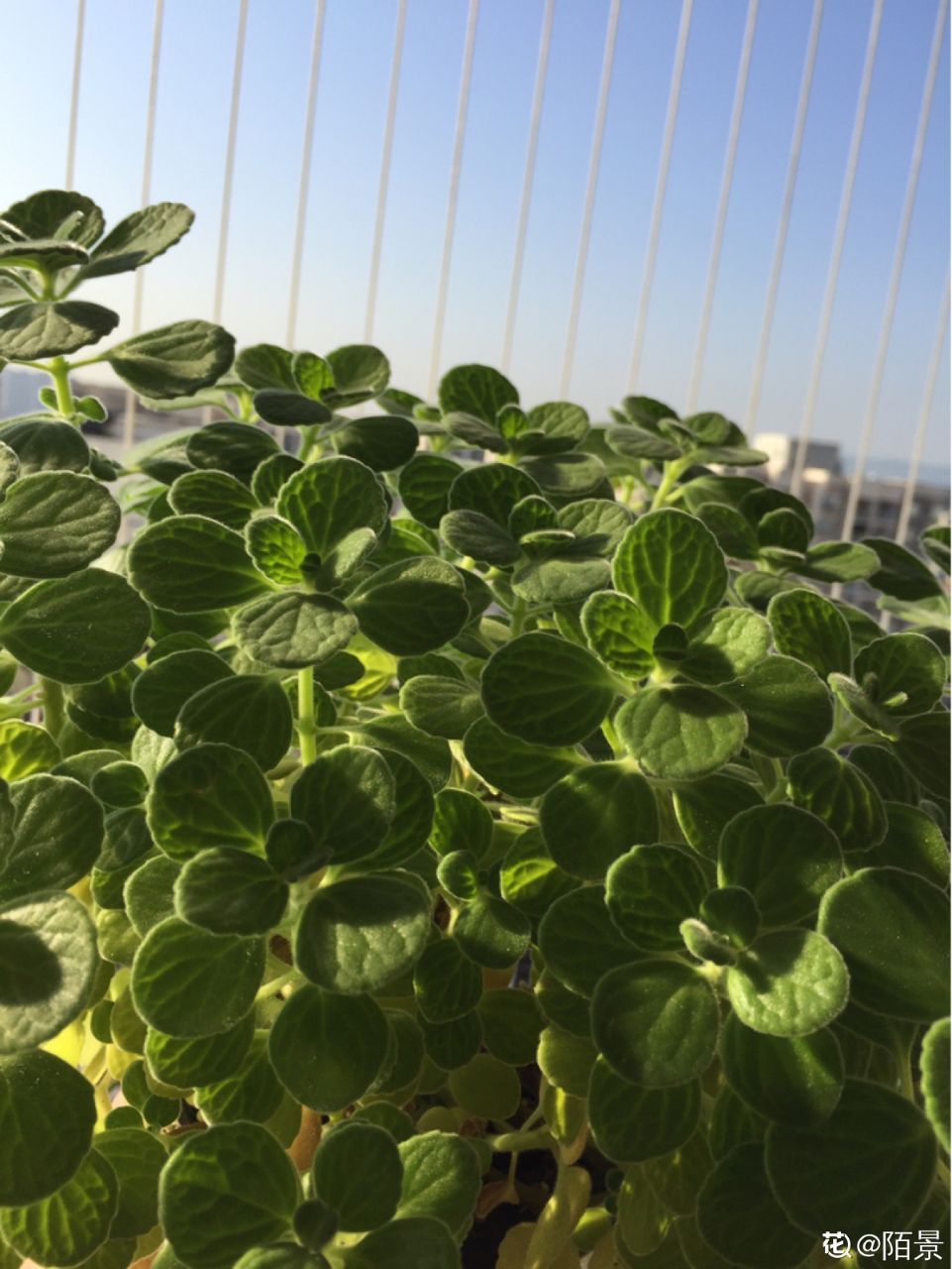 花卉大岩桐的养殖特点_大岩桐花期养护_花卉大岩桐养殖技术